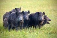 Sanglier